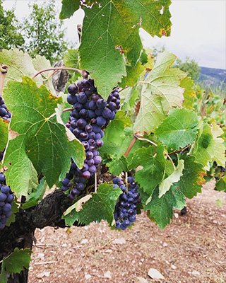 Orias-Grapes-320x400